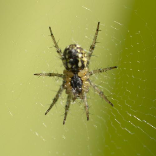 Réf. 359 152 : Mangora acalypha